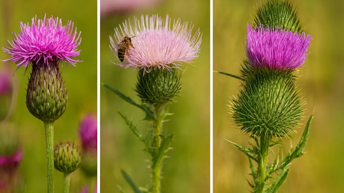 Bull Thistle Benefits: Nature’s Prickly Plant with a Healing Secret