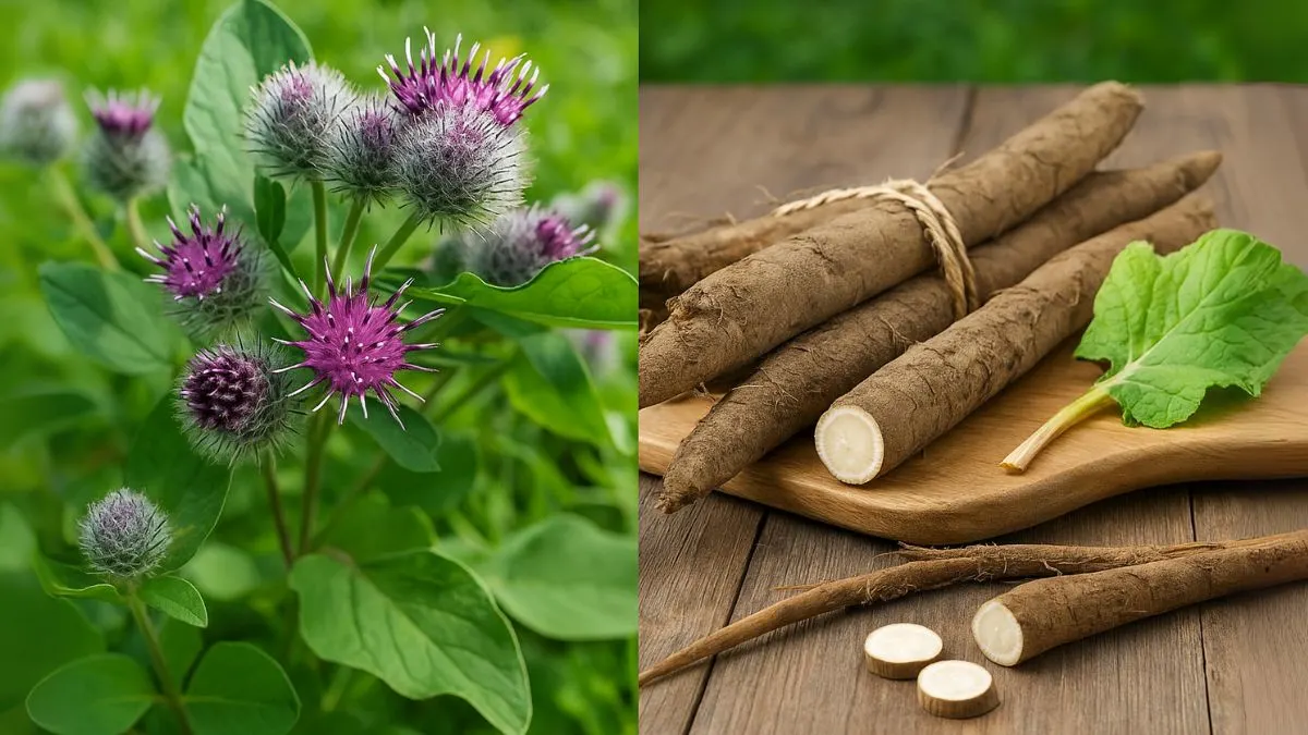 Why Burdock Root Is Taking Over Herbal Medicine