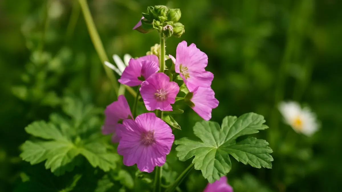 Dwarf Mallow: The Overlooked Herb Packed with Healing Powers