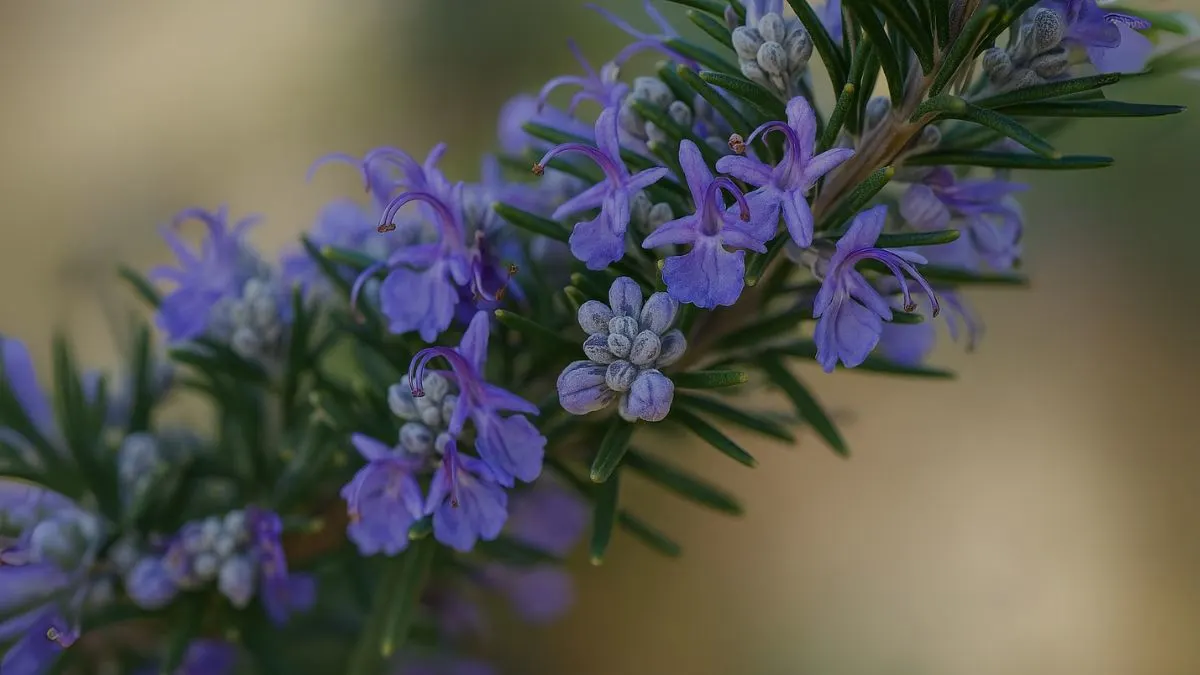 Rosemary Flowers: The Tiny Blooms With Big Benefits