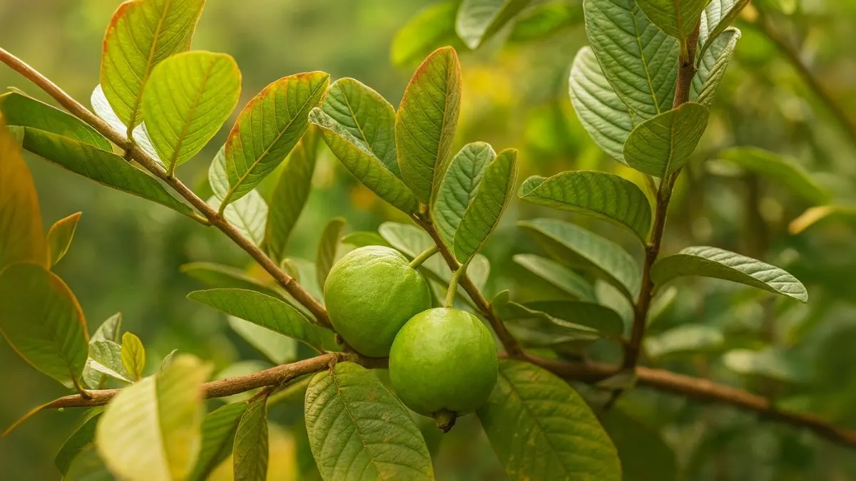 Daily Guava Leaves for a Month? Shocking Health Benefits Revealed!