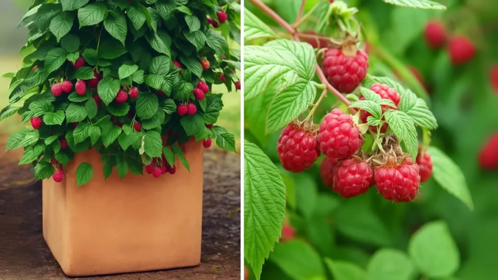 How to Grow Raspberry Bush in Pots