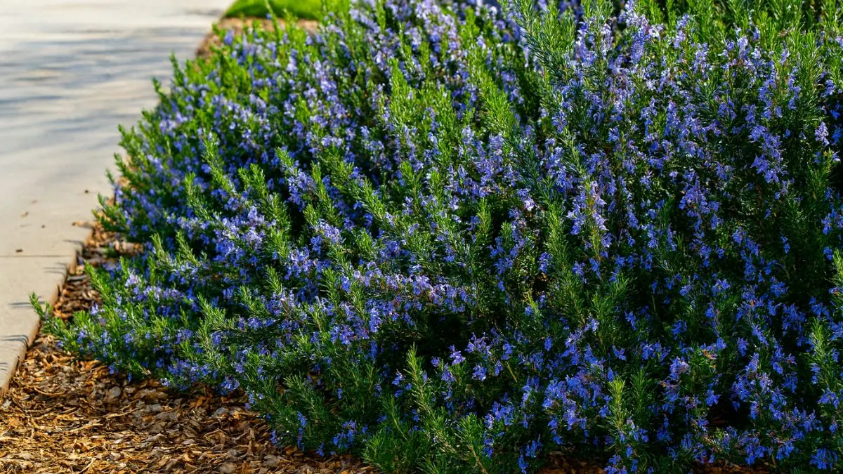 Rosemary at the Door: More Than Just a Pretty Plant