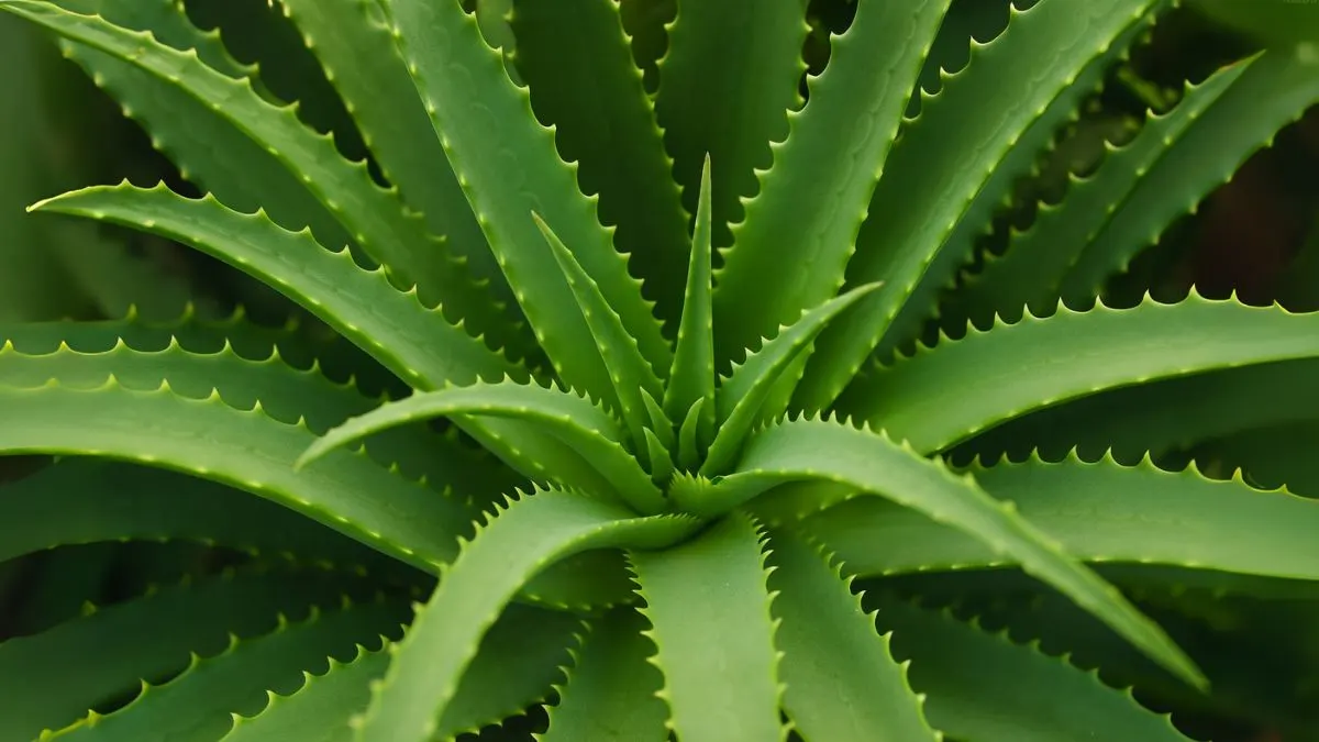 From Skin to Stress Relief: Why Aloe Vera Belongs in Your Home