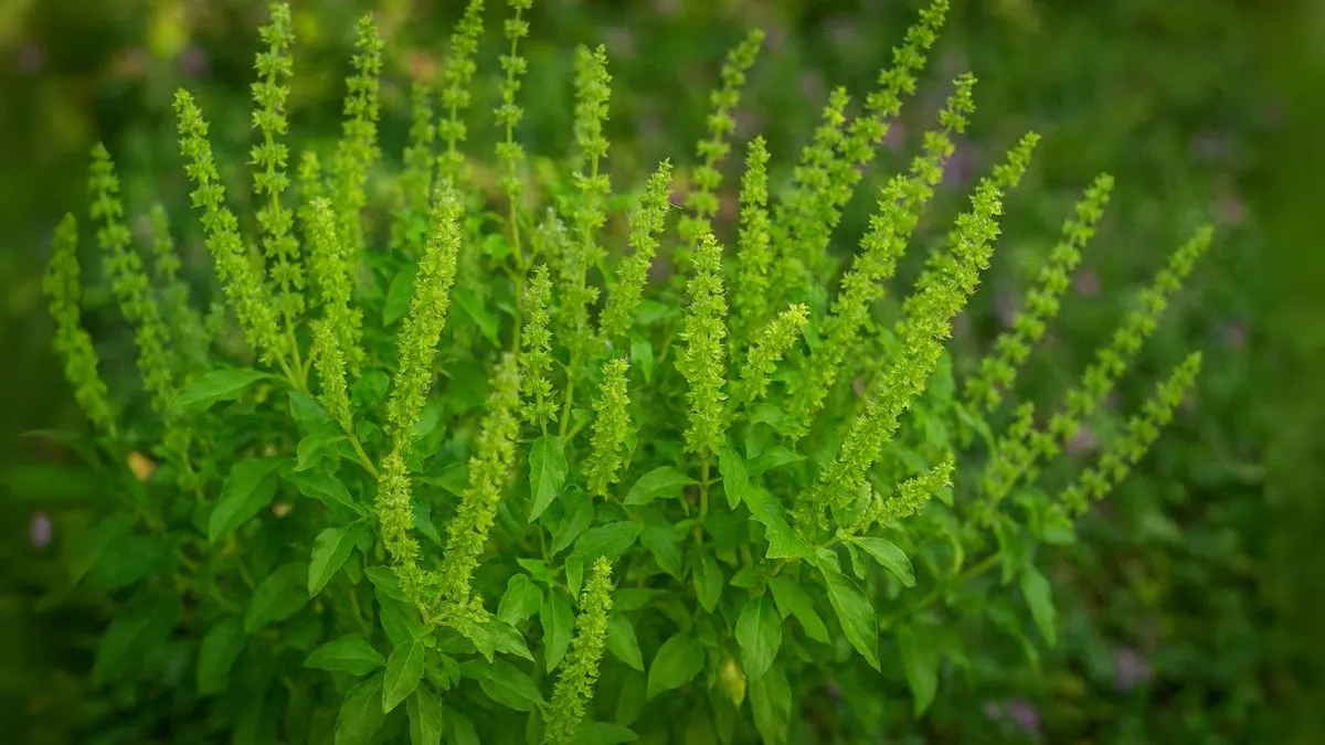 Big, Bushy Basil—Even in Small Pots!