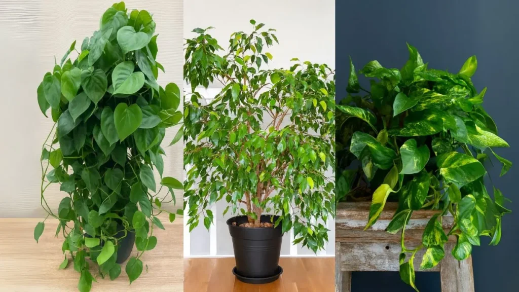 Fastest Growing Houseplants That Will Turn Your Home Into a Jungle