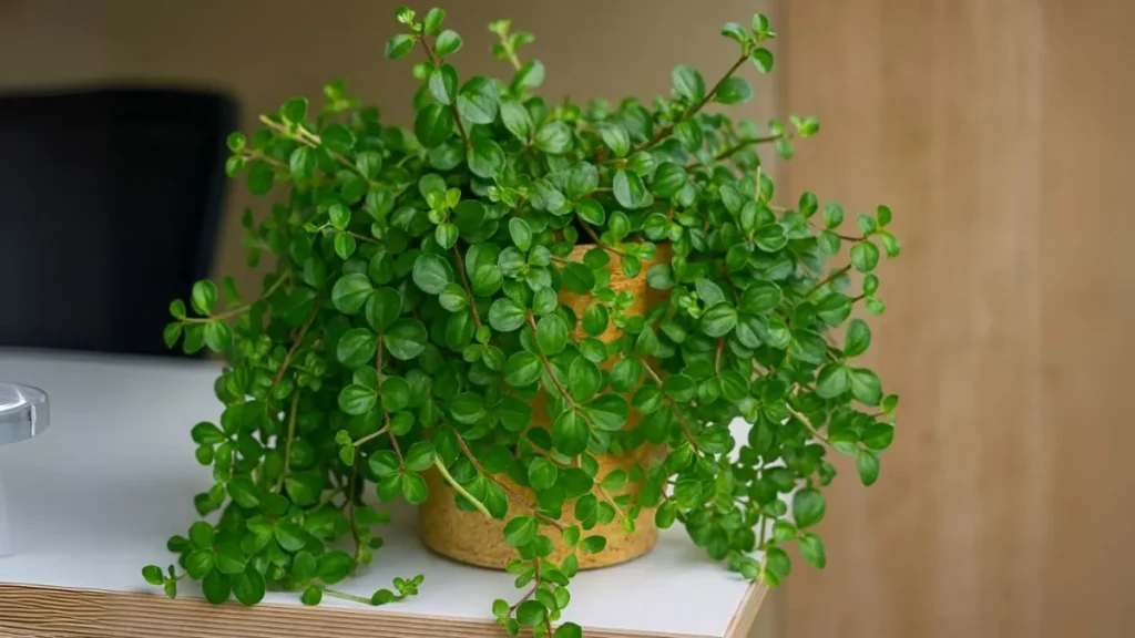 Jade Plant Lifespan: How Long This ‘Money Plant’ Really Lives