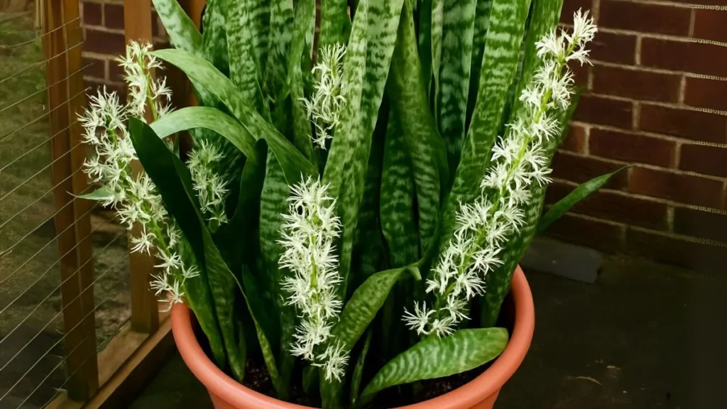 The Secret to Getting Your Snake Plant to Bloom Indoors