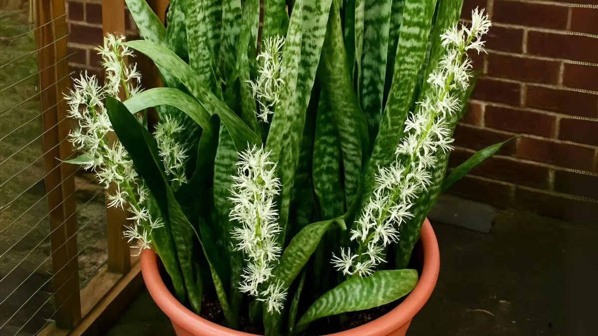 The Secret to Getting Your Snake Plant to Bloom Indoors