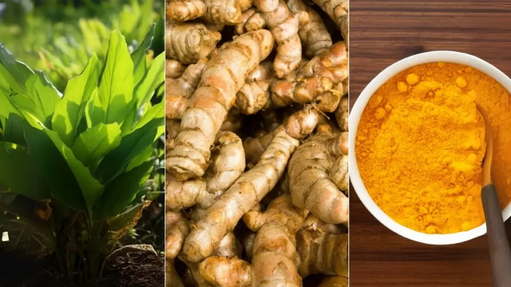 How to Grow Turmeric at Home for Endless Health & Flavor